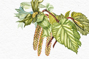 Hazelnuts in botanical style, a Food Illustration by Ann Astro (Thumbnail 5 of 8)
