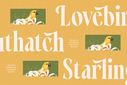 Qastife Elegant Display Serif, a Serif Font by timelesstype.co (Thumbnail 14 of 20)