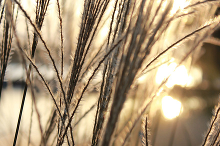 Golden grass stock photo containing nature and grass, a Nature Photo by Stacia_S