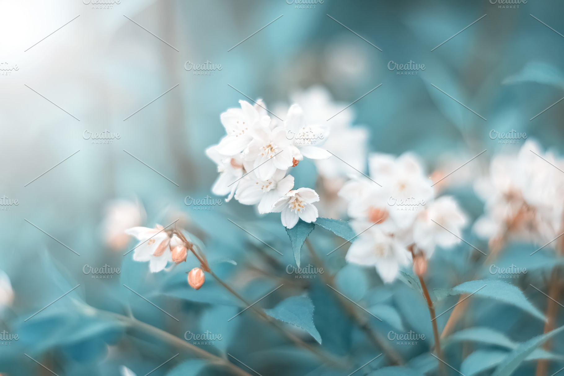 Small white primroses flowers in the, a Nature Photo by Yulia71