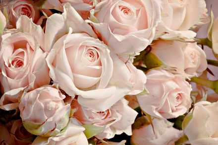 background of the many delicate little pink roses, a Nature Photo by TanaCh