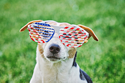Dog head in big glasses USA print