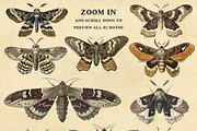 Moths - 40 antique style PNG images, an Illustration by YesFoxy (Thumbnail 3 of 3)