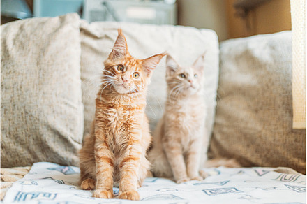 Two Funny Curious Young Red Ginger, an Animal Photo by Our Amazing World