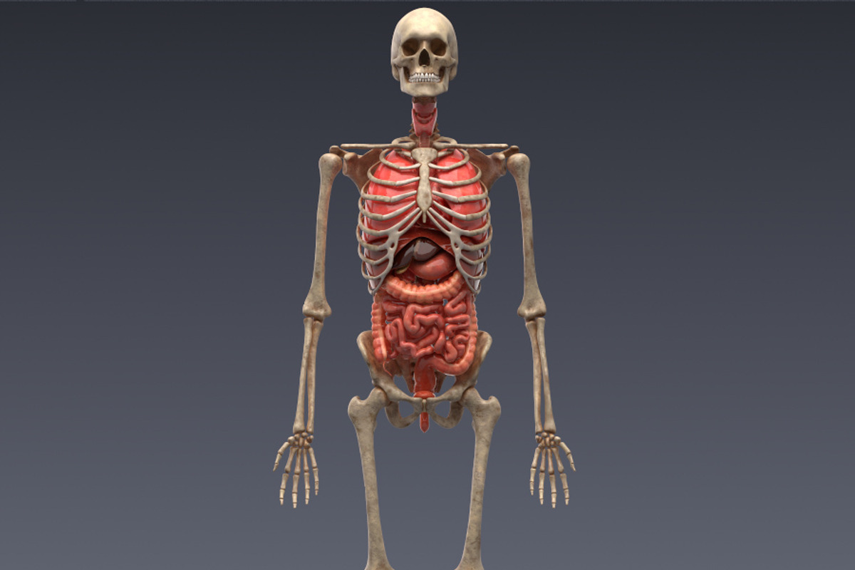 Animated internal organs, skeleton, a Characters & Person 3D Model by konstantin.ermolaev (Photo 6 of 29)