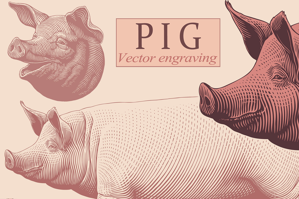 Design set Pig. Vector engraving, an Animal Illustration by Vector Engraving (Photo 1 of 2)