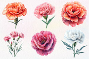 Watercolor Carnation Flower Clipart, an Illustration by Dream Creation (Thumbnail 2 of 6)