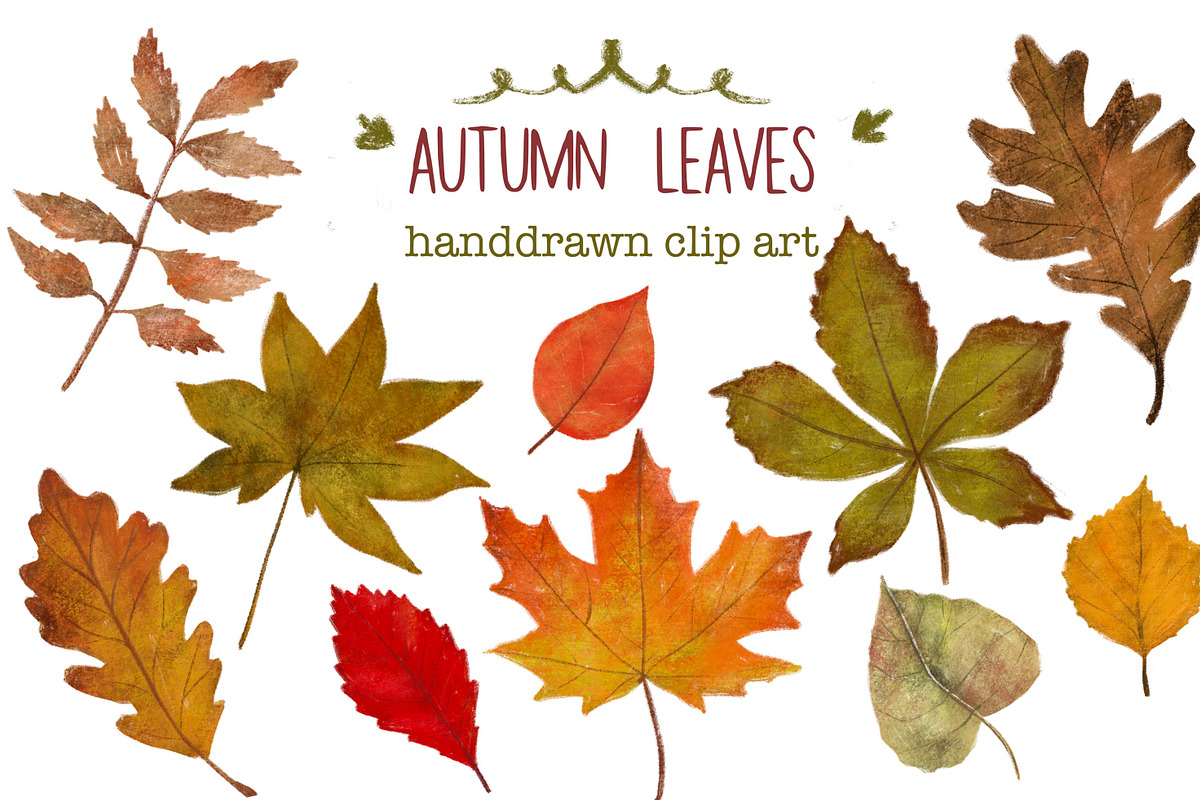 Autumn leaves handdrawn clipart, an Illustration by Katie Lisker (Photo 1 of 2)