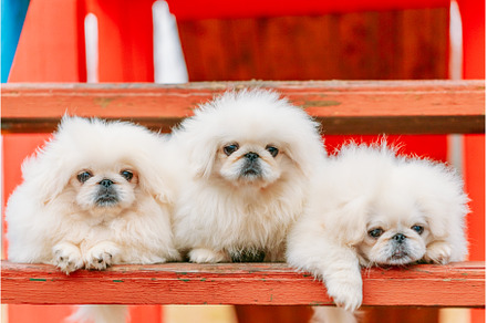 Three White Puppies Pekingese, an Animal Photo by Our Amazing World