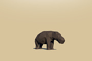 Low Poly Forest Animals Pack 1, an Animal 3D Model by Anton Moek (Thumbnail 9 of 12)