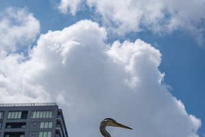 Grey heron perched on bush in Tennoji Park, Osaka, a Nature Photo by GoodGoods