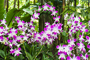 Beauty purple orchids, a Photo by saiko3p