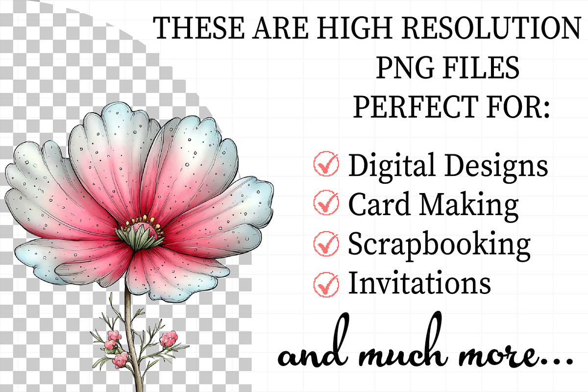 Spring Cosmos Flower Clipart, an Illustration by Daily.Designs (Photo 2 of 8)