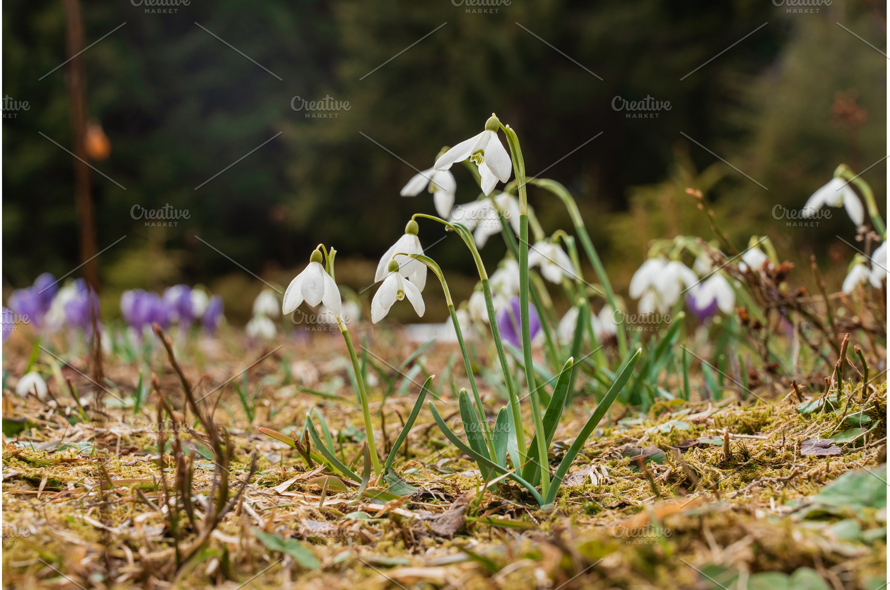 Spring landscape with the first, a Nature Photo by oksix