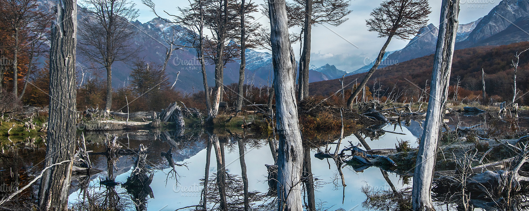 Dry forest landscape, tierra del fuego, argentina, a Nature Photo by DanFLCreativo