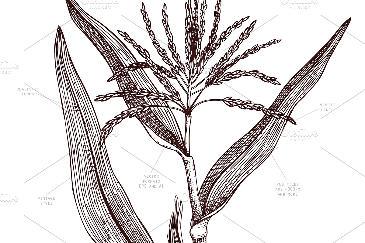 Sweet Corn. Vector Food Collection, a Food Illustration by Yevheniia (Photo 2 of 6)