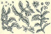 Arabica Assortment, a Food Illustration by melissadn (Thumbnail 3 of 5)
