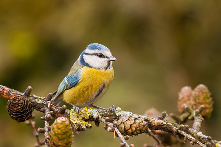 Blue tit cyanistes caeruleus in featuring blue, bird, and wildlife, an Animal Photo by WildMedia