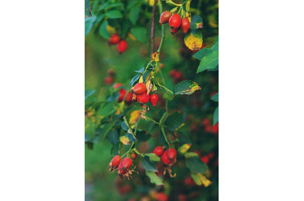 Rose hips in the garden. Selective, a Food & Drink Photo by yanadjana