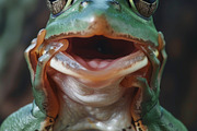 236 surprised animals, an Animal Photo by Handmadefont (Thumbnail 206 of 241)