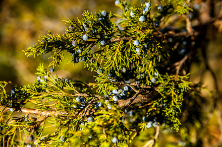 Juniper Evergreen branch
