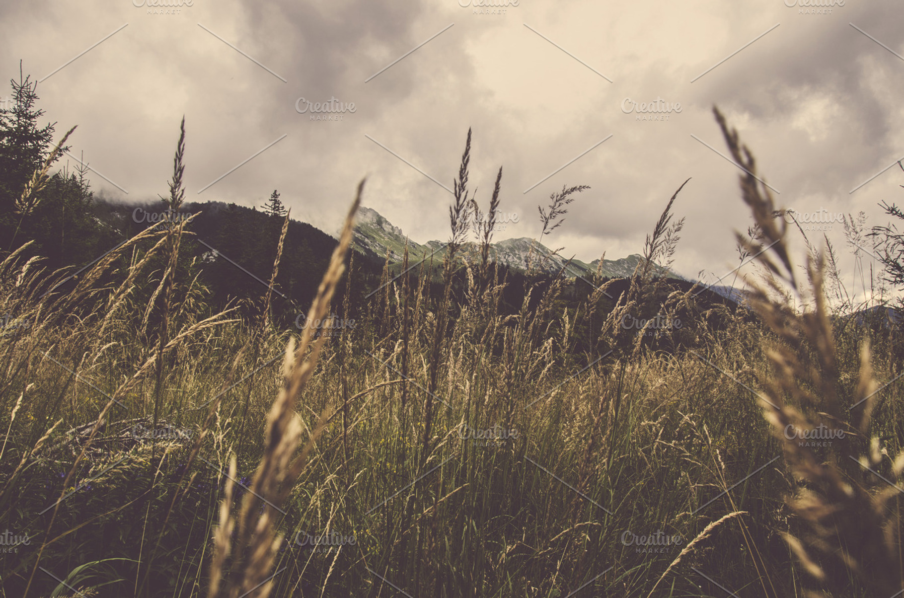 Grass And The Mountains
