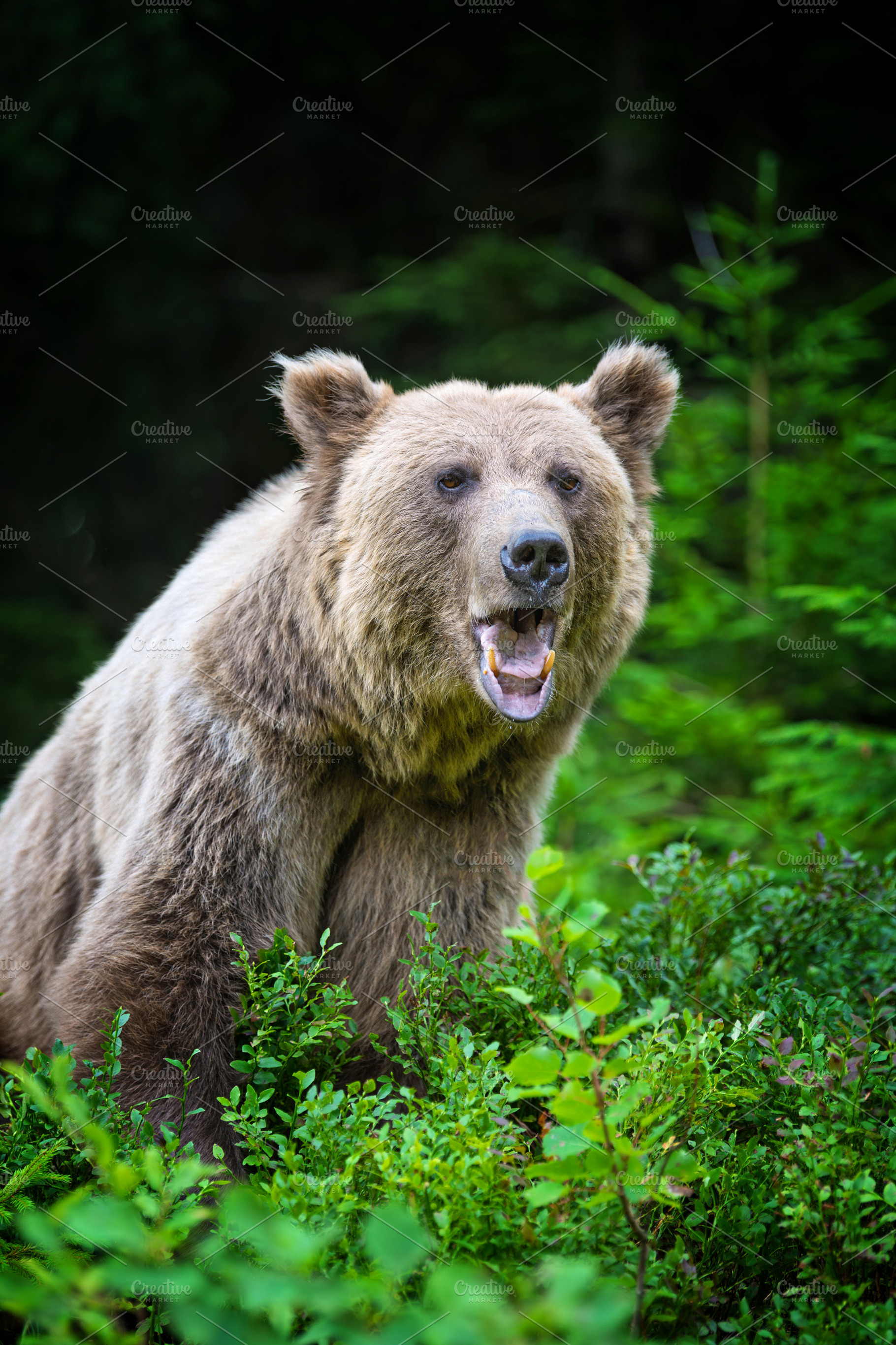Brown bear with open mouth and visible teeth, standing in a natu, an Animal Photo by Byrdyak