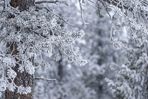 Majestic Brown Bear in Frosty Forest, an Animal Photo by Virgo Studio