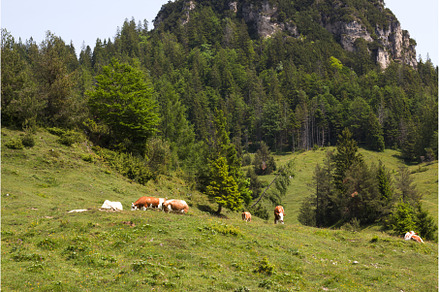 Grazing cows in lush meadows