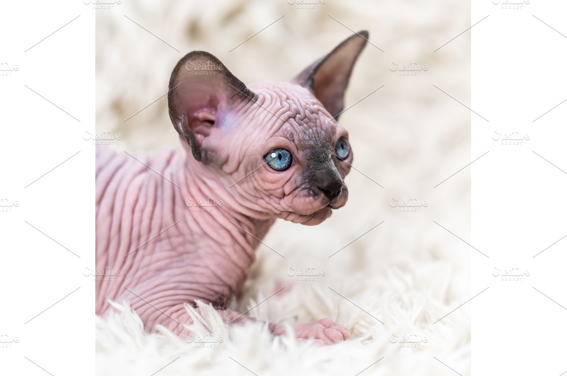 Canadian Sphynx Cat kitten with big, an Animal Photo by Alexander-Piragis
