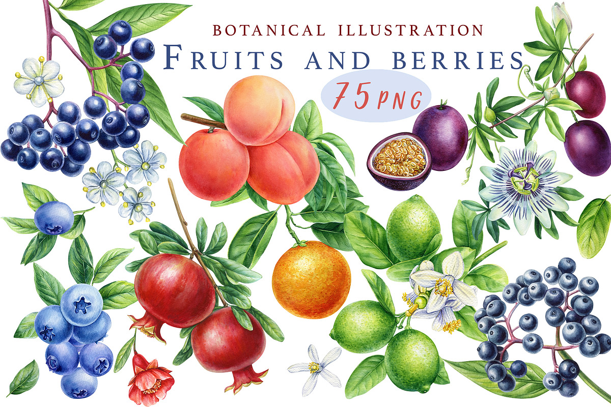 Fruits and berries, an Illustration by Hanna Hryharenka (Photo 1 of 16)