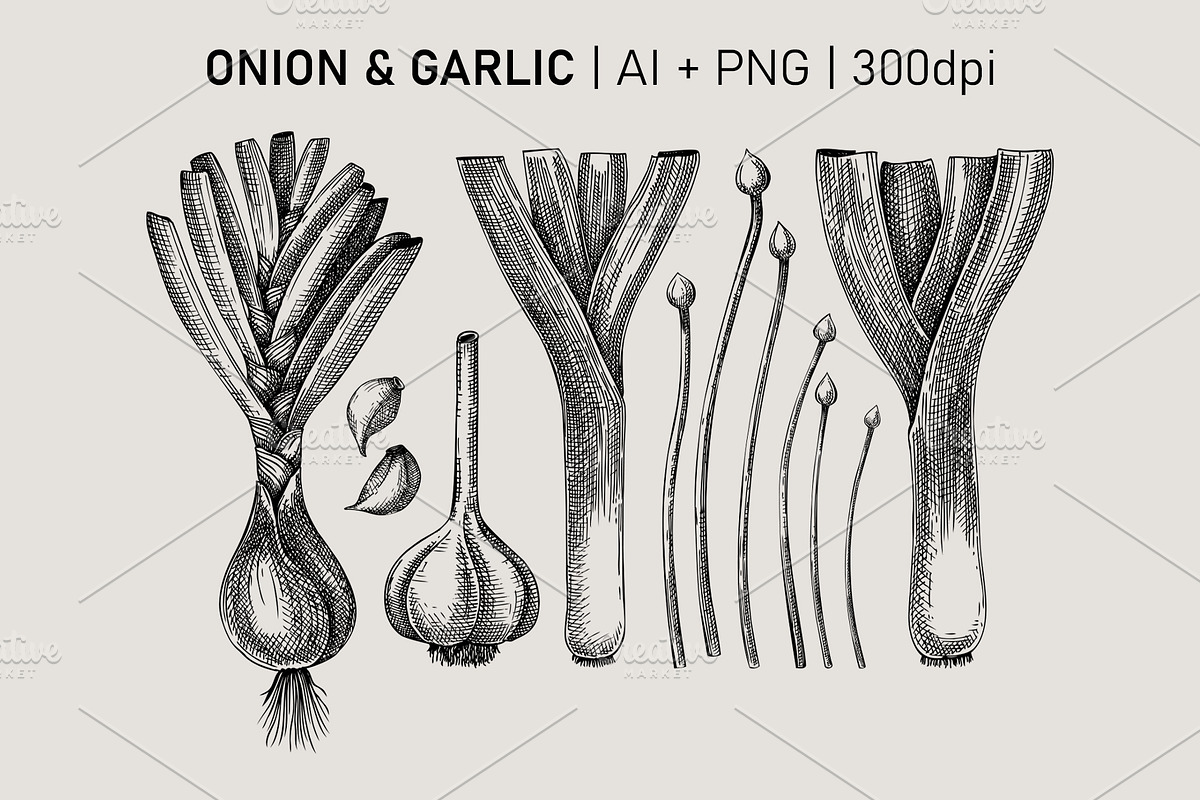 Vegetables & Herbs Vector Sketches., an Object Graphic by Yevheniia (Photo 8 of 11)