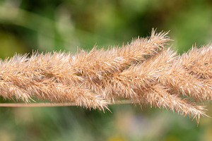 Close-up of golden dry grass stems against a blurred green background, highligh, a Nature Photo by Ales Munt
