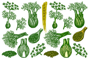 Fennel sketch, spice seasoning set