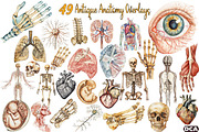Antique Anatomy Overlays Set, an Illustration by DreamCafeArt (Thumbnail 1 of 7)