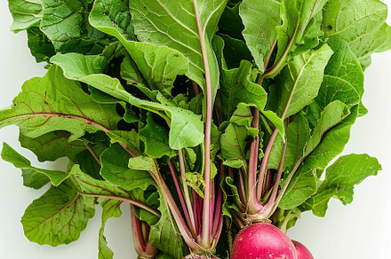 Vibrant radishes with green leaves i, a Photo by LOGOCREATIVE