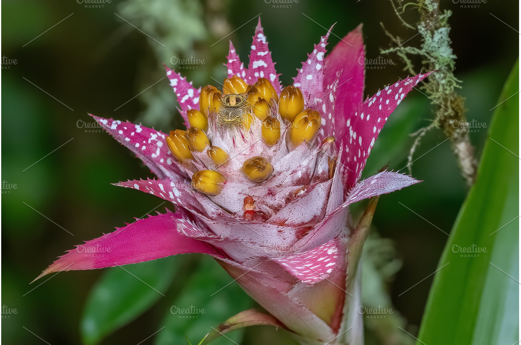 Delicate red blossom in a natural, a Nature Photo by ZinetroN