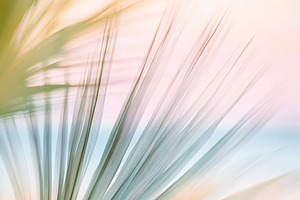Blurry out-of-focus palm trees with, a Photo by Dvoevnore photos