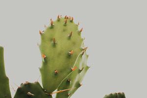 Green cactus stock photo containing green and cactus, a Nature Photo by René Jordaan Photography