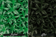 10 Moody Green Lightroom Presets, a Preset Add-On by MEPRESETS (Thumbnail 5 of 9)