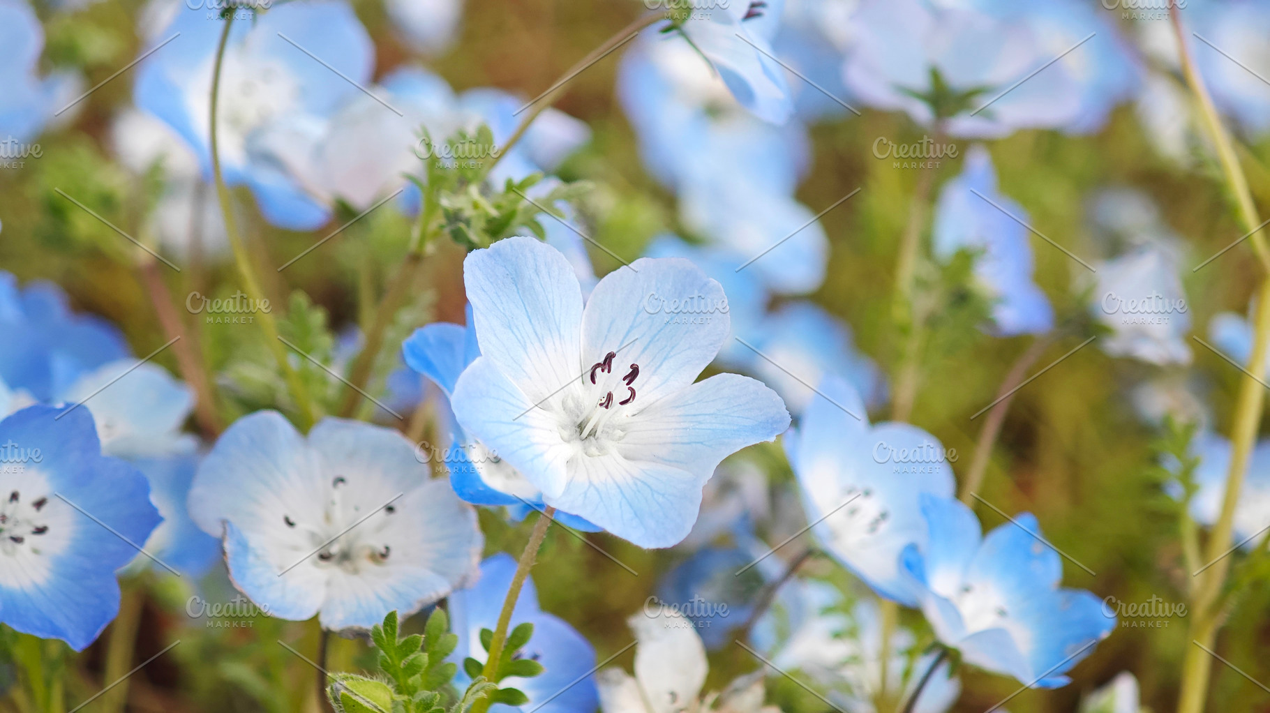 Close up of delicate Baby blue eyes flowers blooming, a Photo by salmon.black