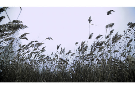 A Calm and Picturesque Landscape, a Nature Photo by Media Whale Stock