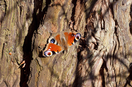 Peacock butterfly on a tree