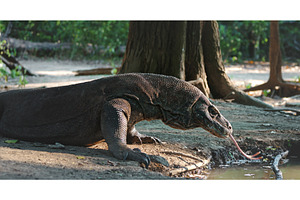 Komodo dragon flicking its forked, an Animal Photo by Goinyk