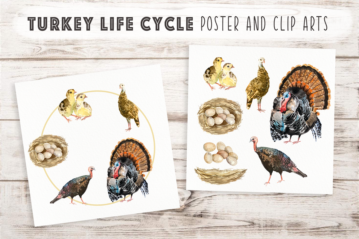 Big Life Cycle Bundle, an Education Illustration by Tati Bordiu (Photo 7 of 43)