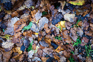 Autumn Leaves, a Background Photo by THP Creative
