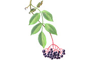 Elder Plant Botanical Illustration, an Illustration by Anna Repp Illustration (Thumbnail 2 of 7)