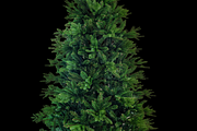 Bare artificial Christmas tree, a Holiday Photo by Antonio Gravante Market (Thumbnail 1 of 3)