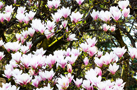 Beautiful Pink Magnolia Blossoms