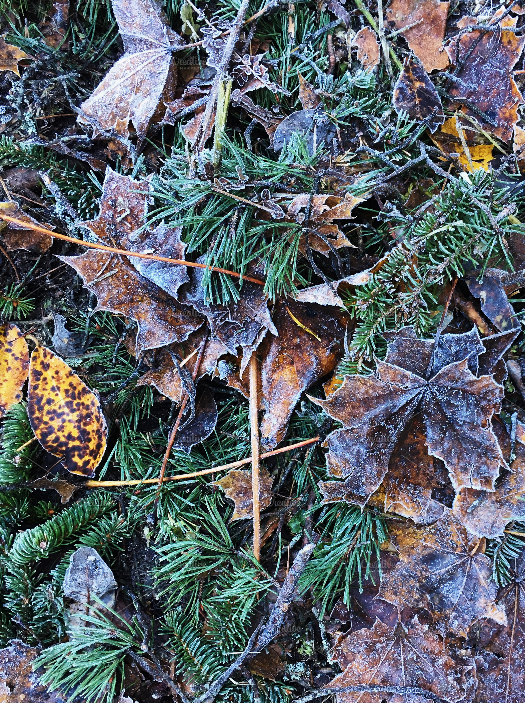 Frozen dry fallen maple leaves., a Background Photo by rorygez fresh